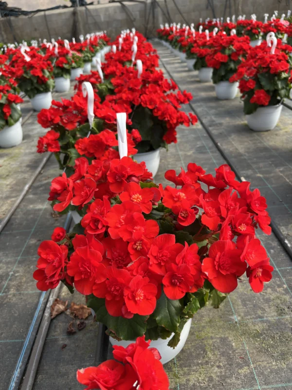 Begonia Eliator "Dreams" T-22 - Imagen 4