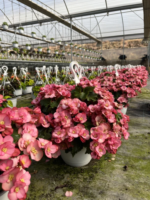 Begonia Eliator "Dreams" T-22 - Imagen 3