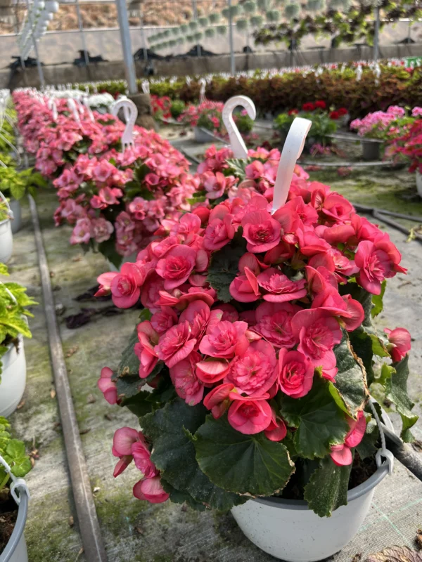 Begonia Eliator "Dreams" T-22 - Imagen 5