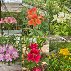 Variedad de flores Alstroemeria