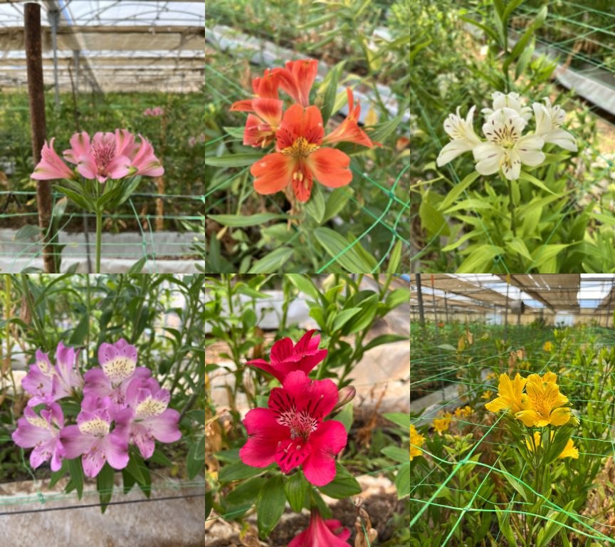 Variedad de flores Alstroemeria