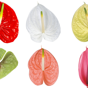 Variedad de flores Anthurium