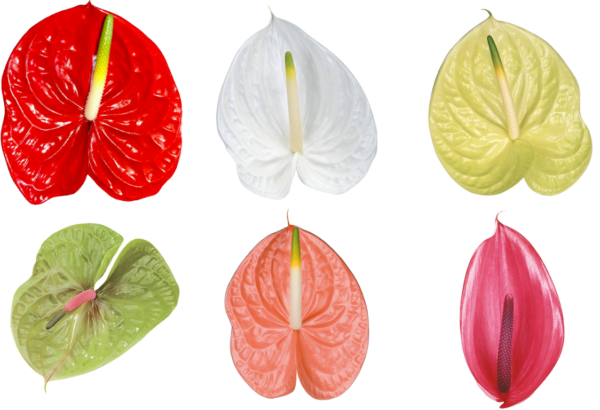 Variedad de flores Anthurium