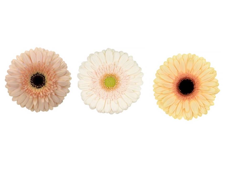 GERBERA CREMA