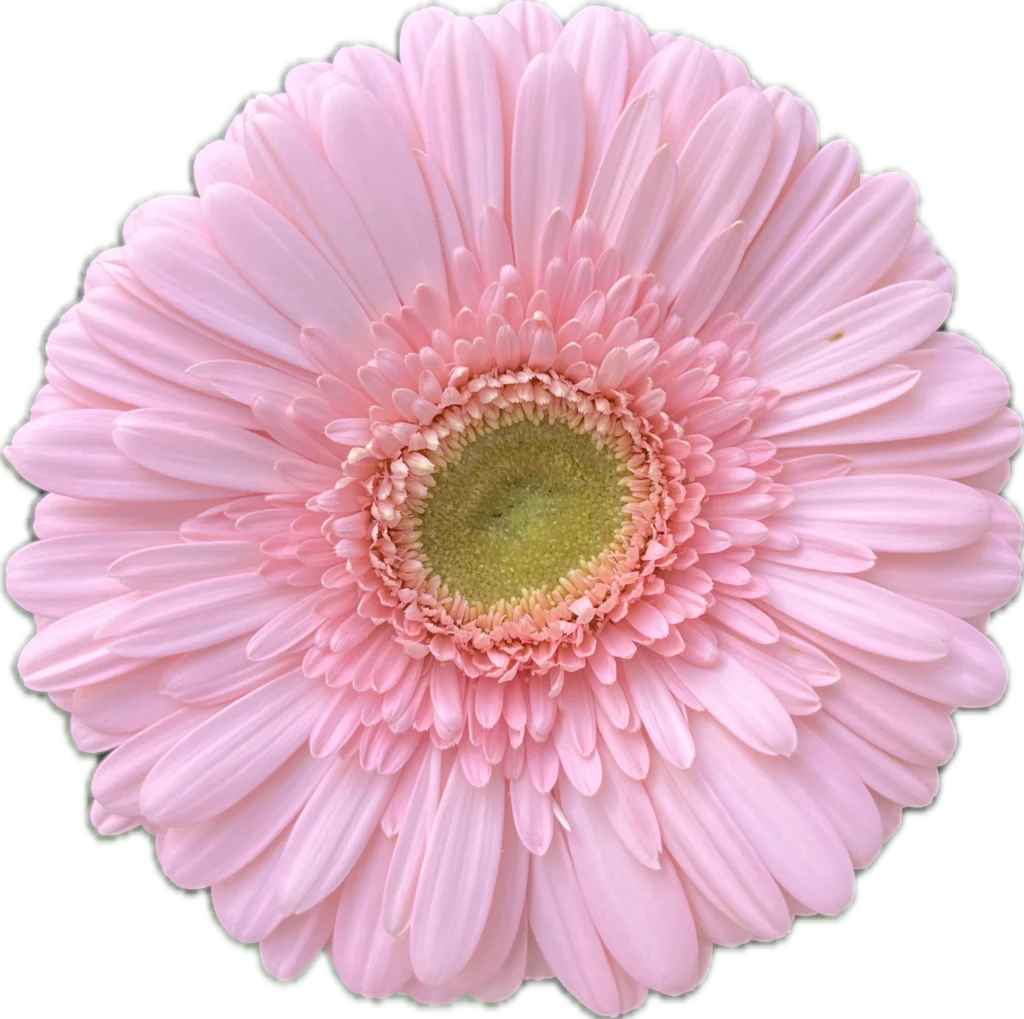 Flores cortadas al por mayor de Gerbera Silky Tears