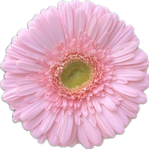 Flores cortadas al por mayor de Gerbera Silky Tears