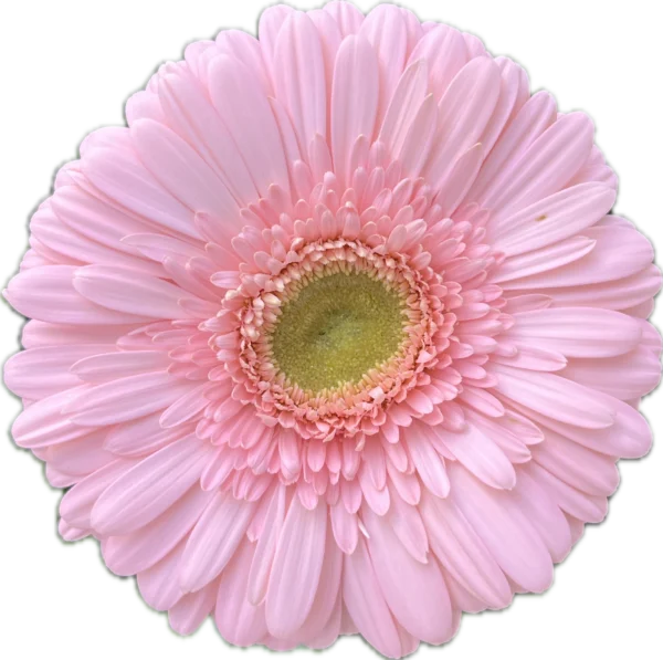 Flores cortadas al por mayor de Gerbera Silky Tears