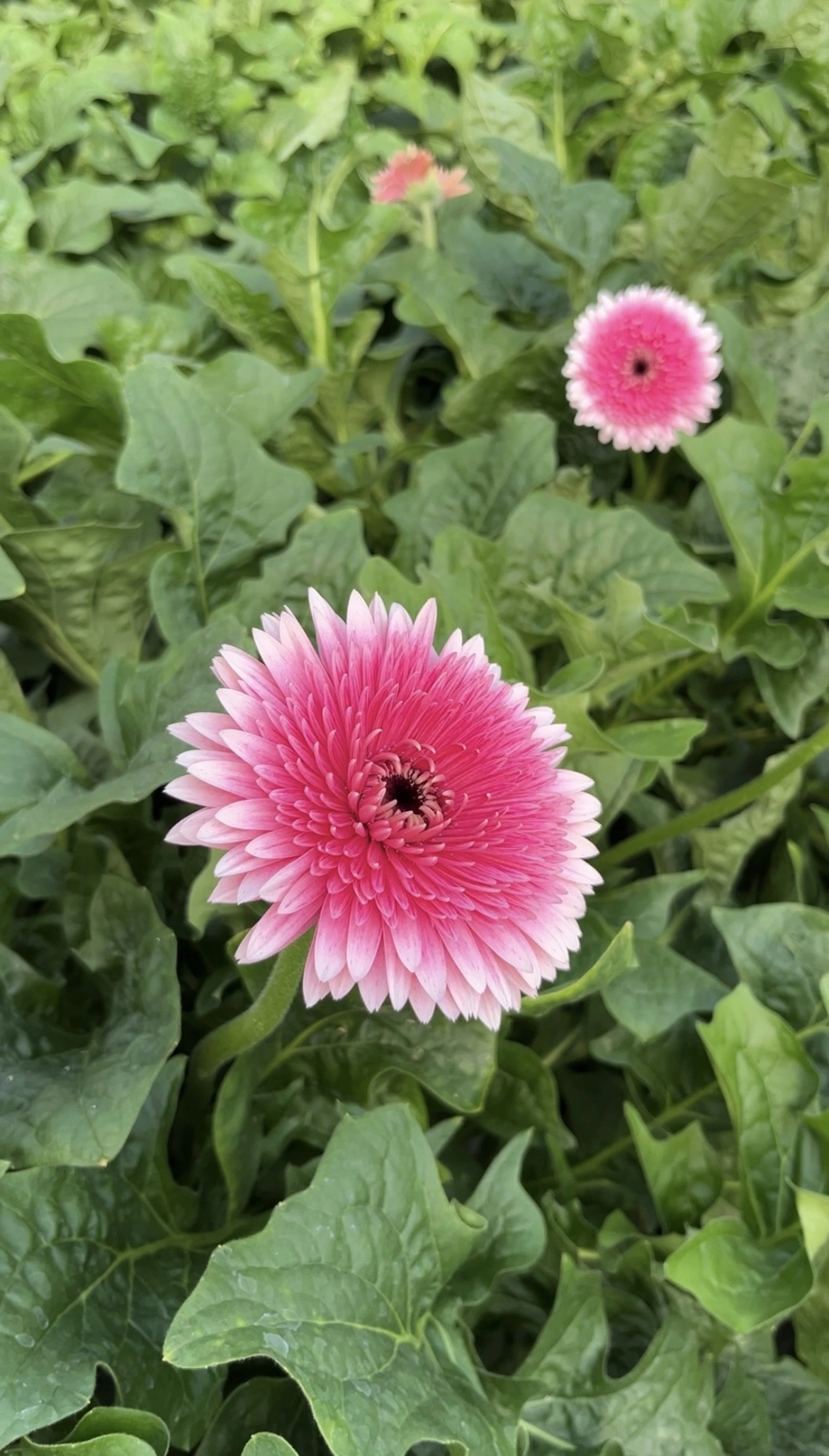 Gerbera Crayon - Imagen 4