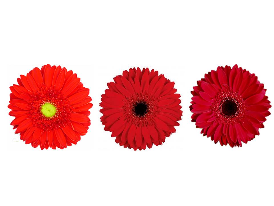 Gerbera Roja