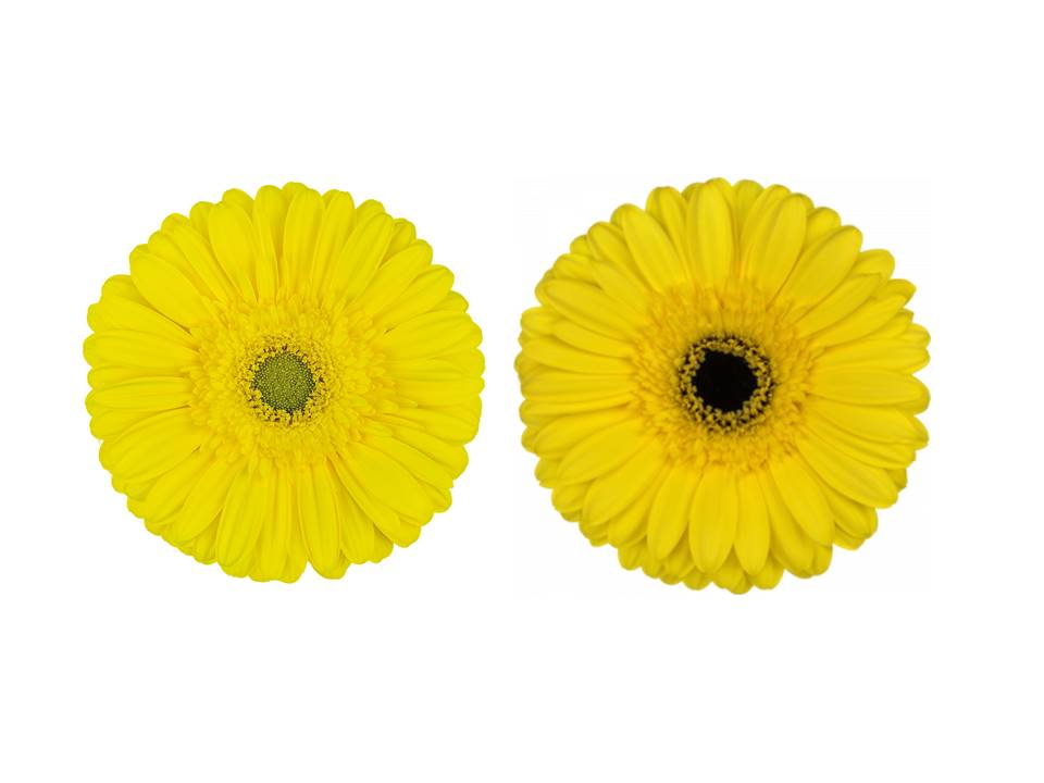 GERBERA AMARILLA