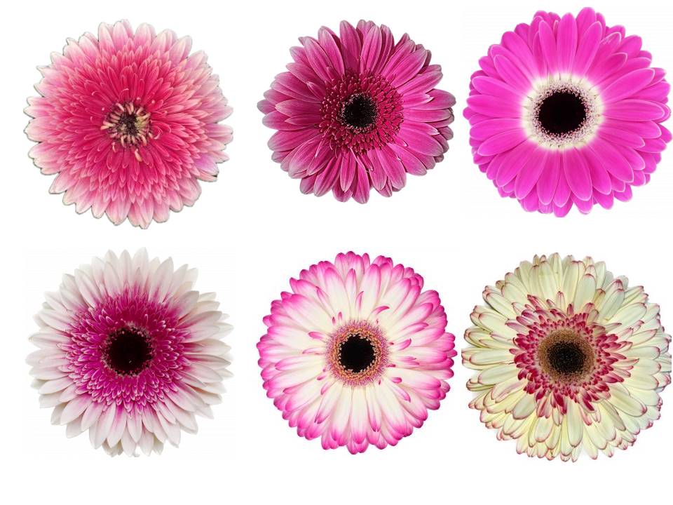 GERBERA BICOLOR FUCSIA