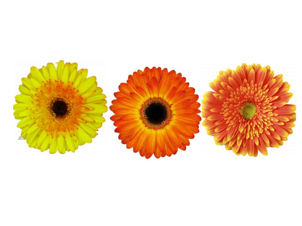 GERBERA BICOLOR NARANJA