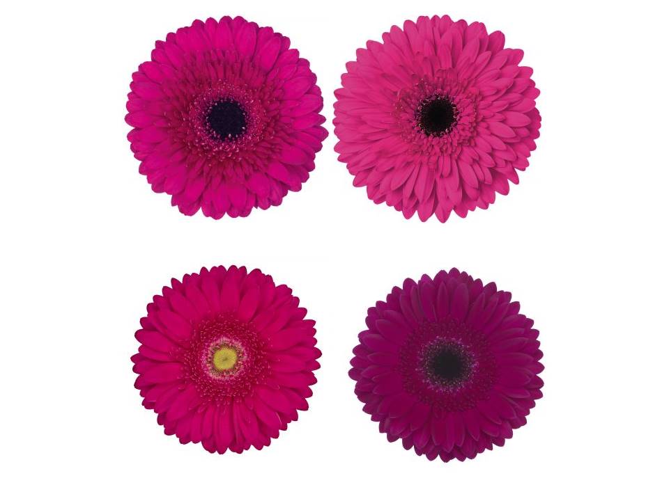 GERBERA FUCSIA