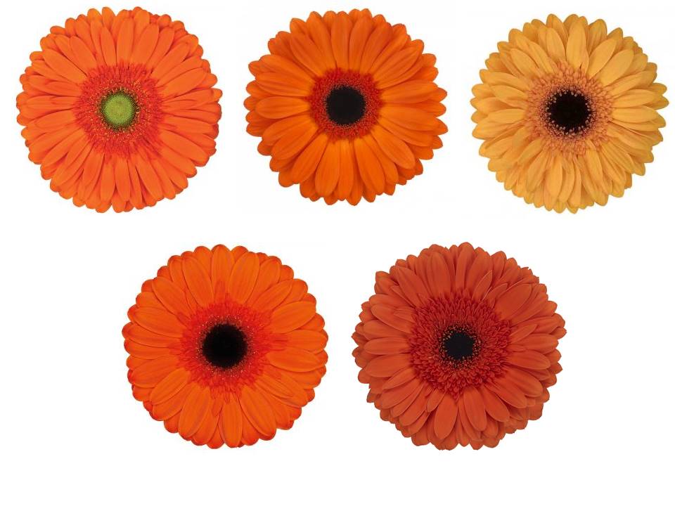 GERBERA NARANJA