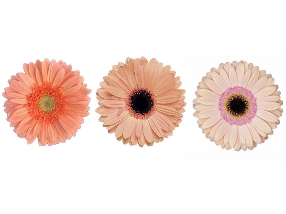 GERBERA SALMON