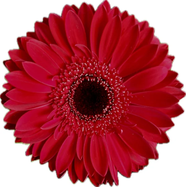 Gerberas Humberto