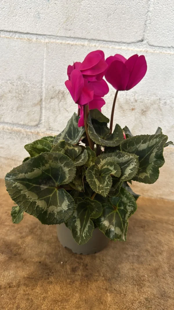 cyclamen morado T-14