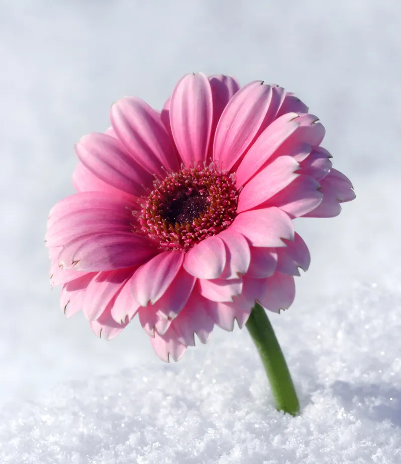 Gerbera Navidad