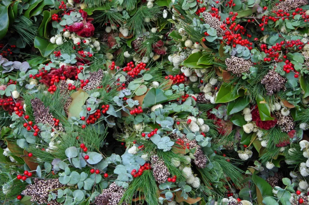 Plantas Típicas de Navidad