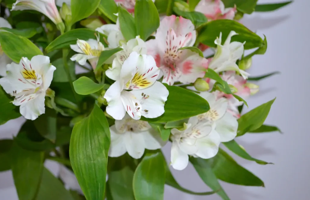 alstroemeria blancas navidad