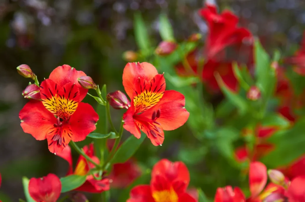 alstroemeria rojas navidad