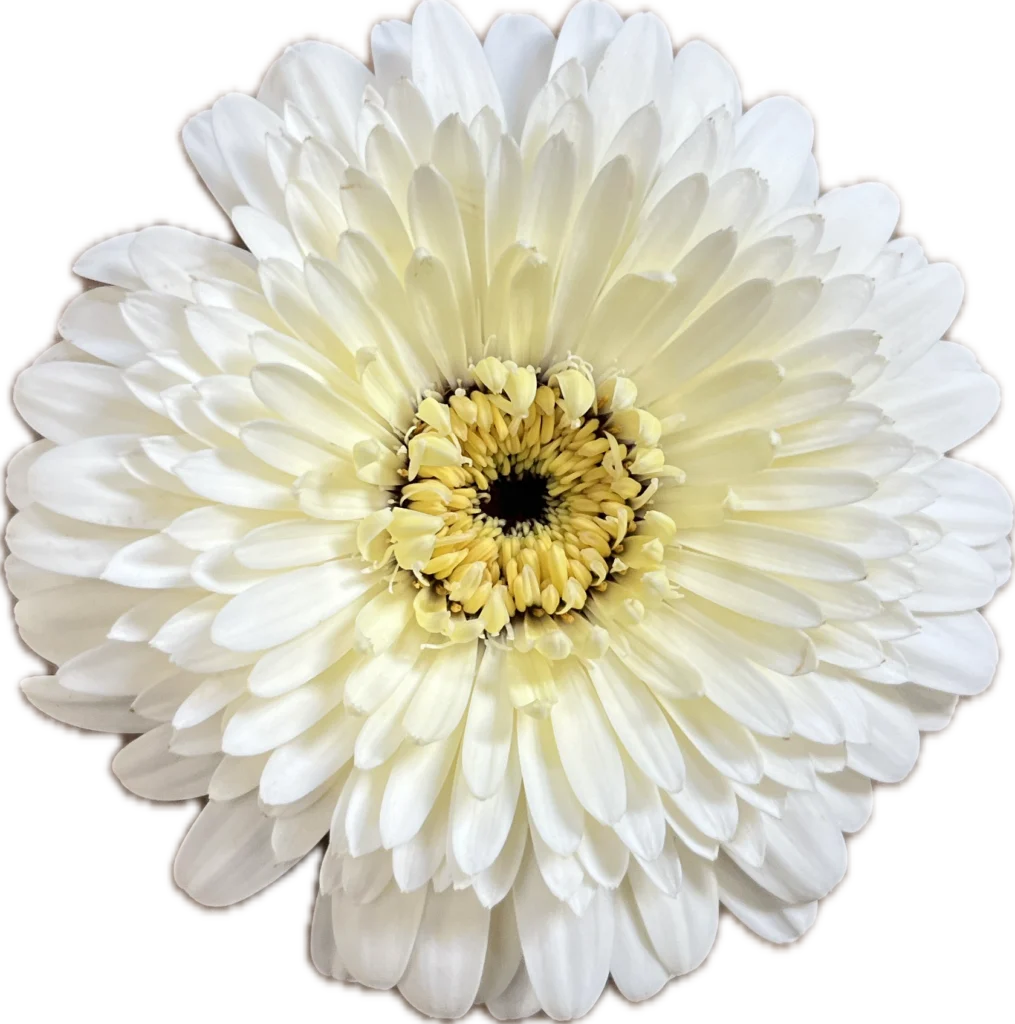 angelo