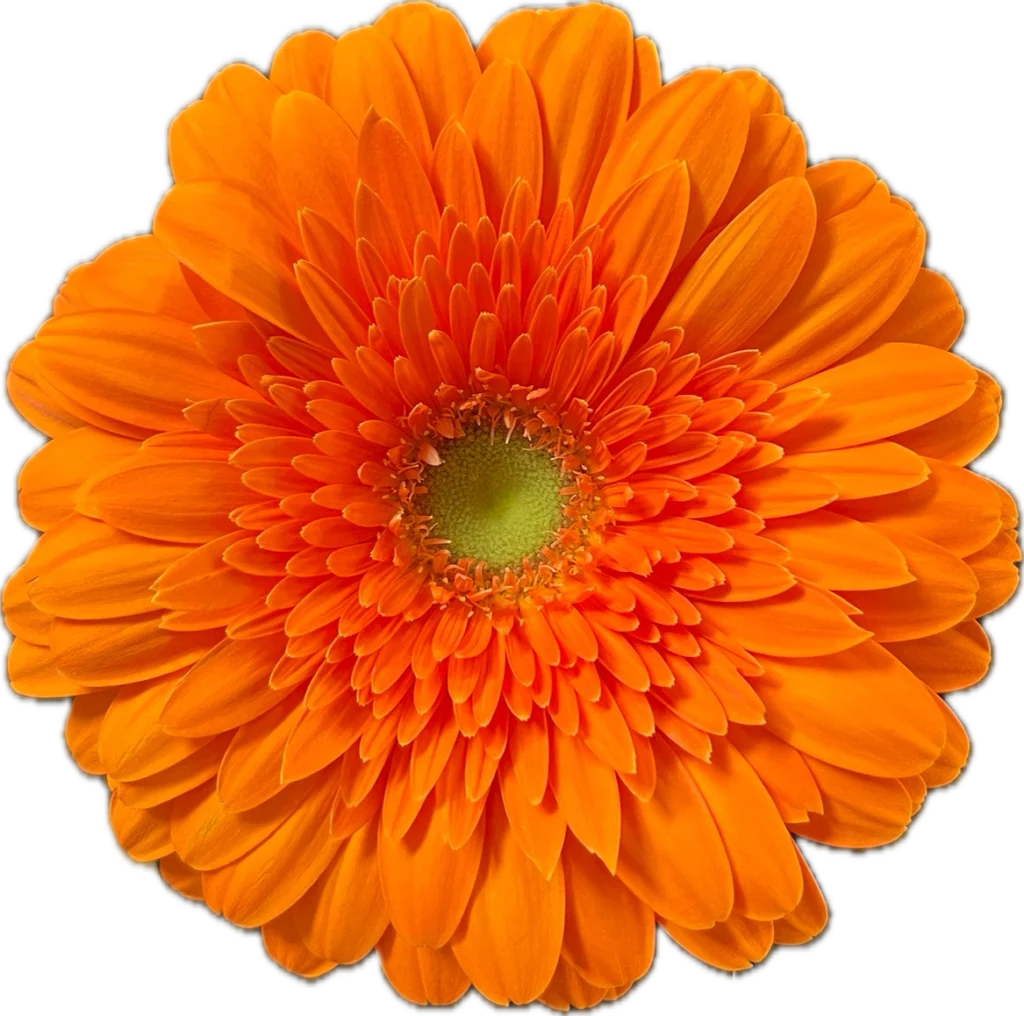 Flor cortada Gerbera Eureka