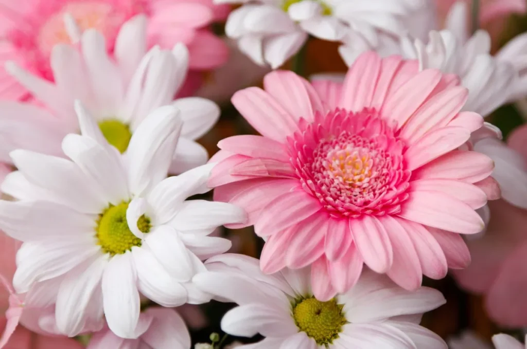 Gerberas rosas para navidad