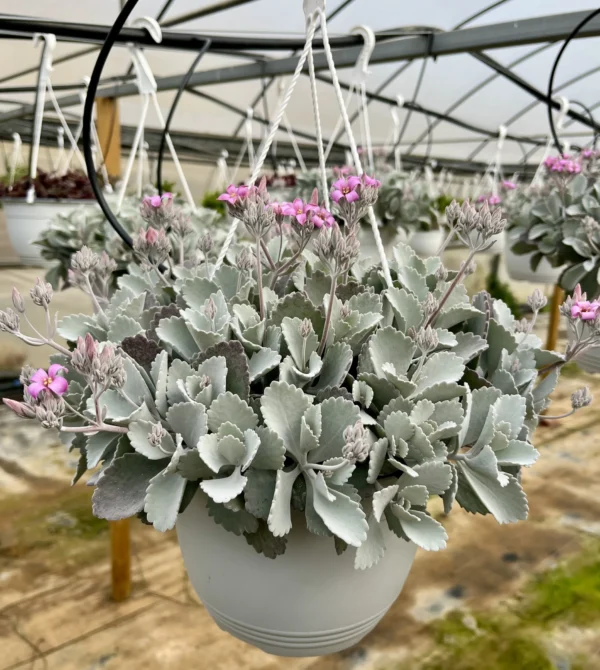 Kalanchoe Pumila T-22 - Imagen 4