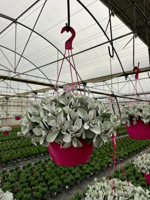Kalanchoe Pumila T-22 - Imagen 2