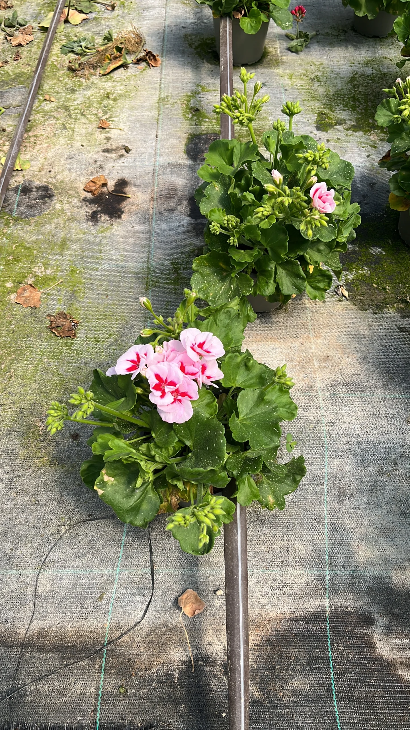 Pelargonium hybrid 'Calliope' C-14 - Imagen 5