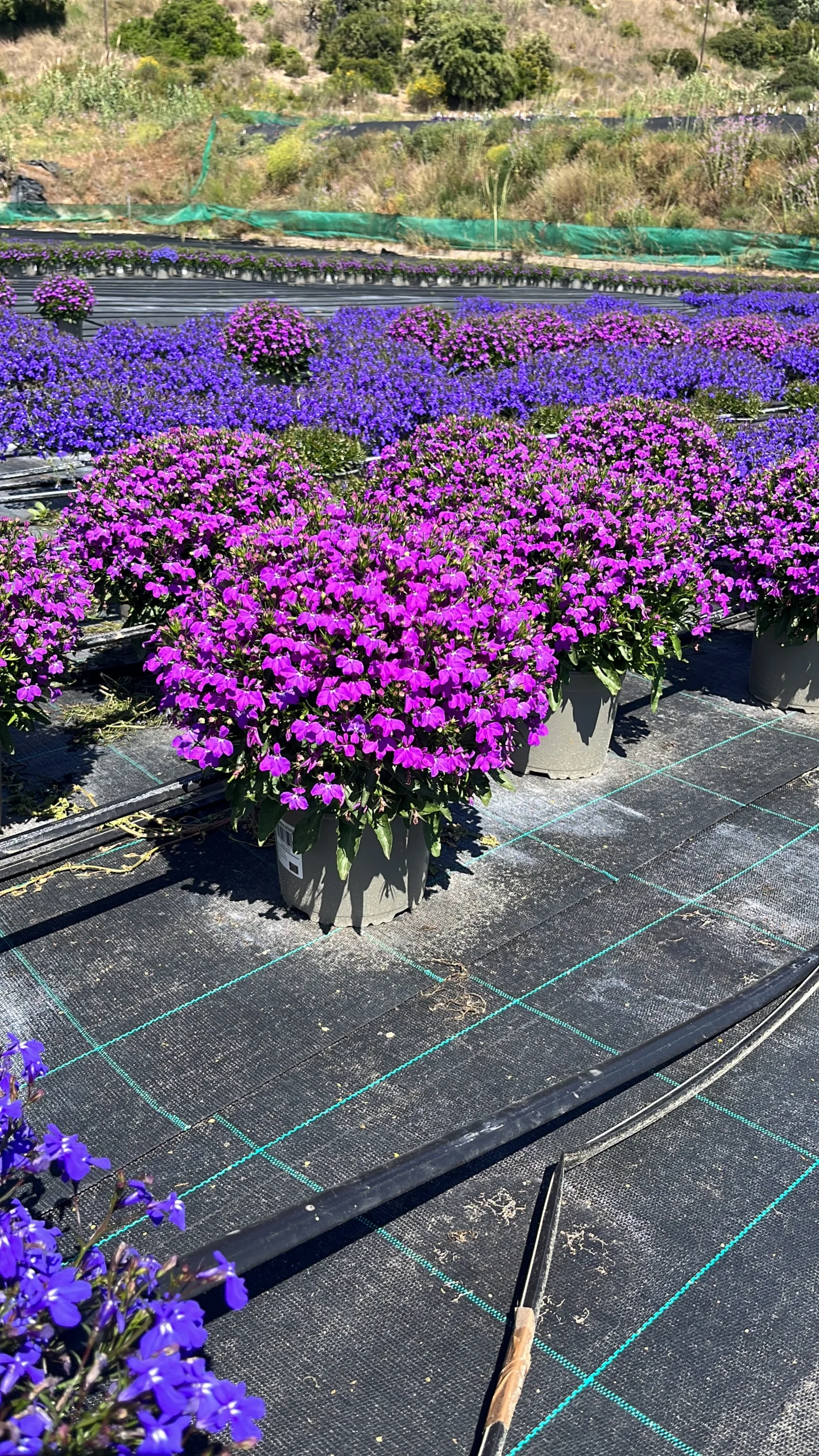 Lobelia Curaçao (C-17) - Imagen 5