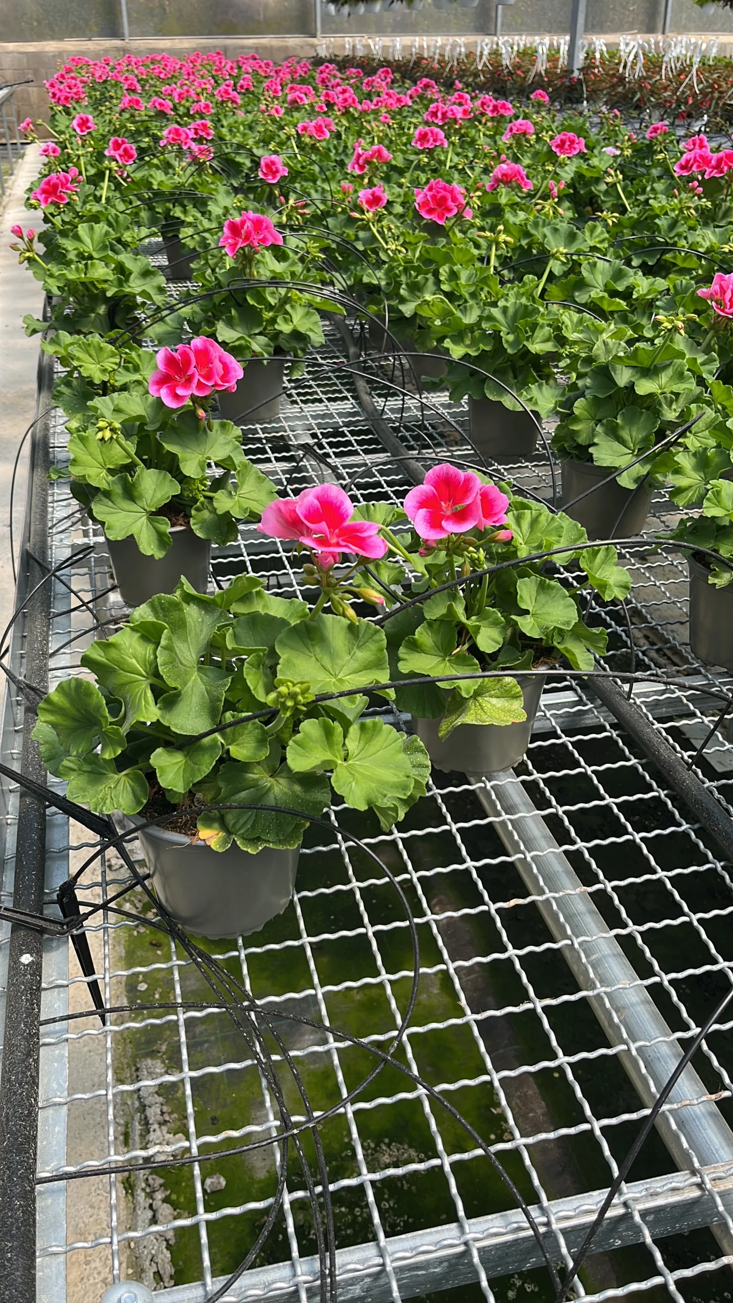Pelargonium hybrid 'Calliope' C-14 - Imagen 6