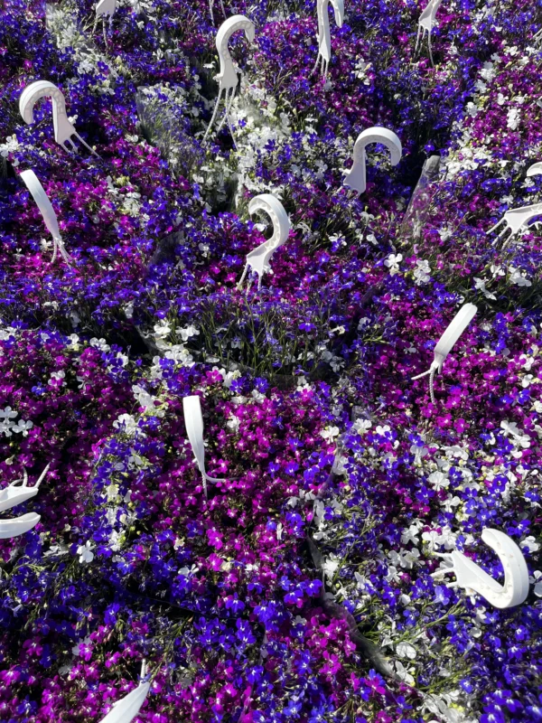 Lobelia "trixi"  (T-22) - Imagen 6