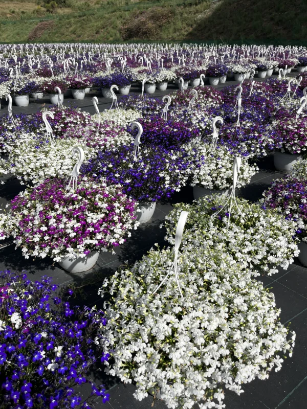 Lobelia "trixi"  (T-22) - Imagen 5