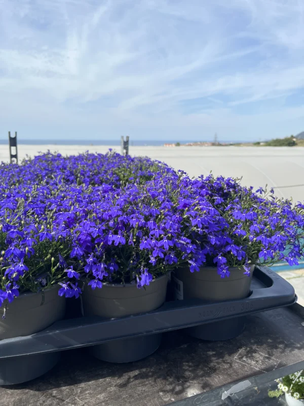 Lobelia Curaçao (C-17) - Imagen 4