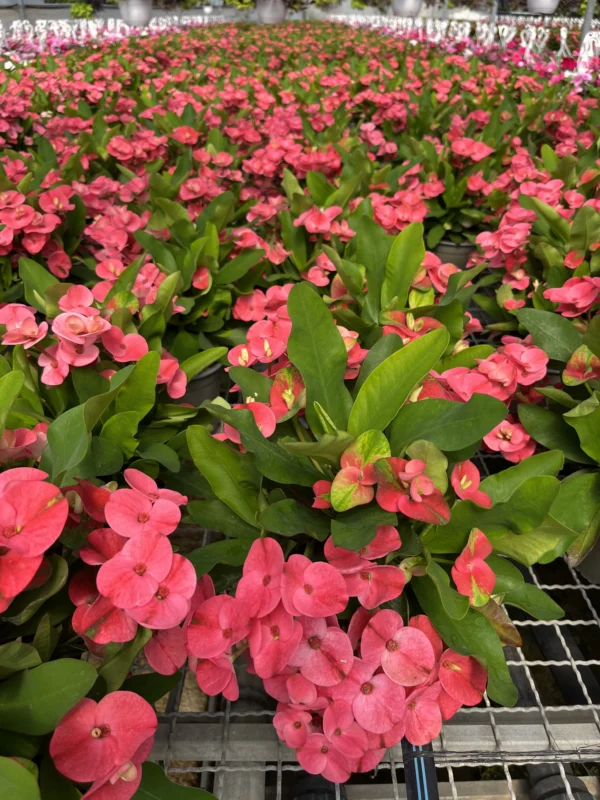Euphorbia milii (C-17) - Imagen 2