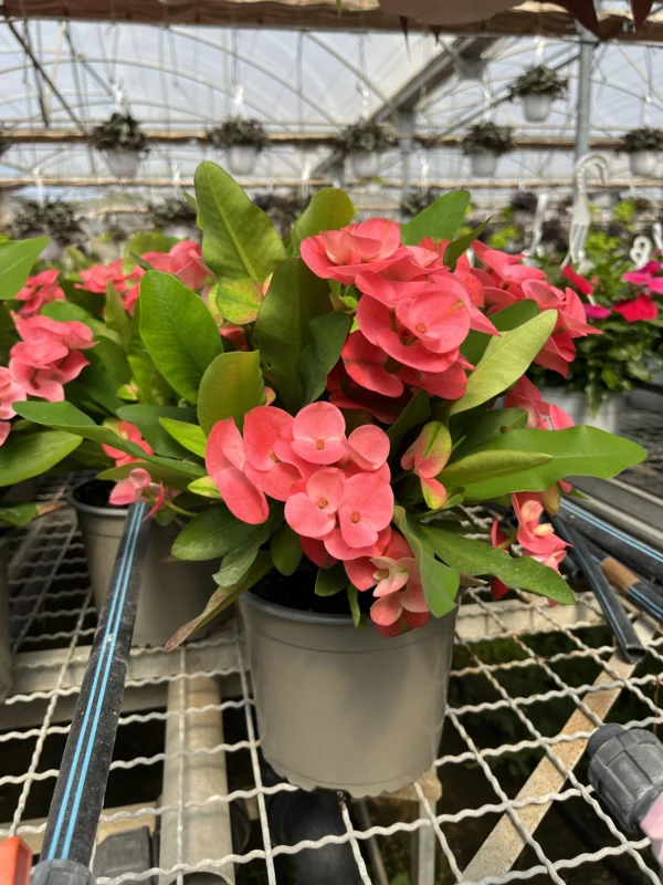 Euphorbia milii (C-17)