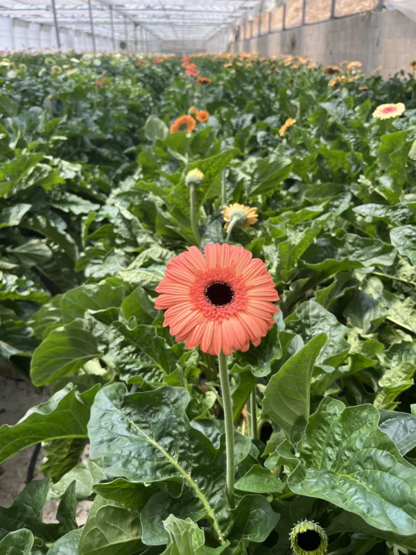 Gerbera Néctar - Imagen 2