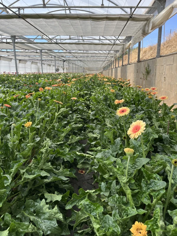 gerbera everglow - Imagen 3