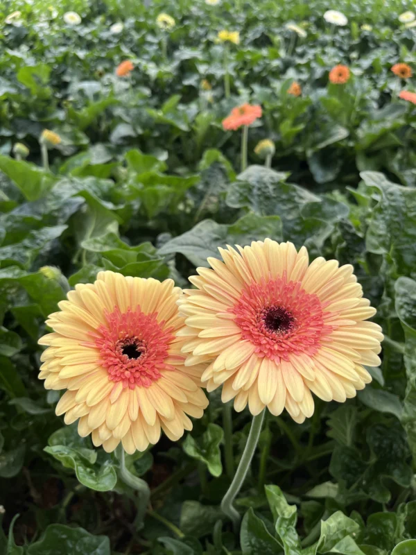 gerbera everglow - Imagen 2