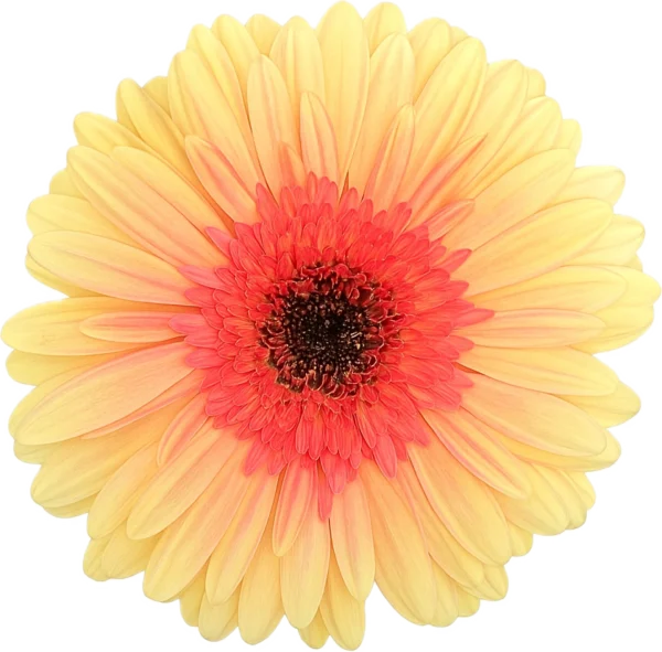 gerbera everglow