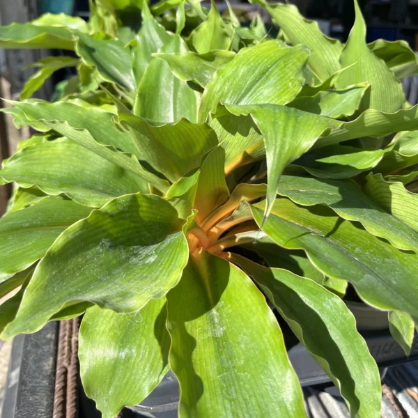 Chlorophytum Orchidastrum "T-17"