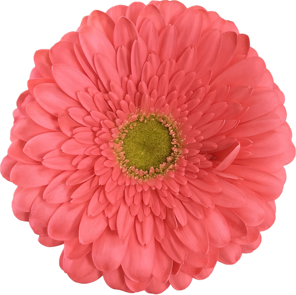 Gerbera Enrique