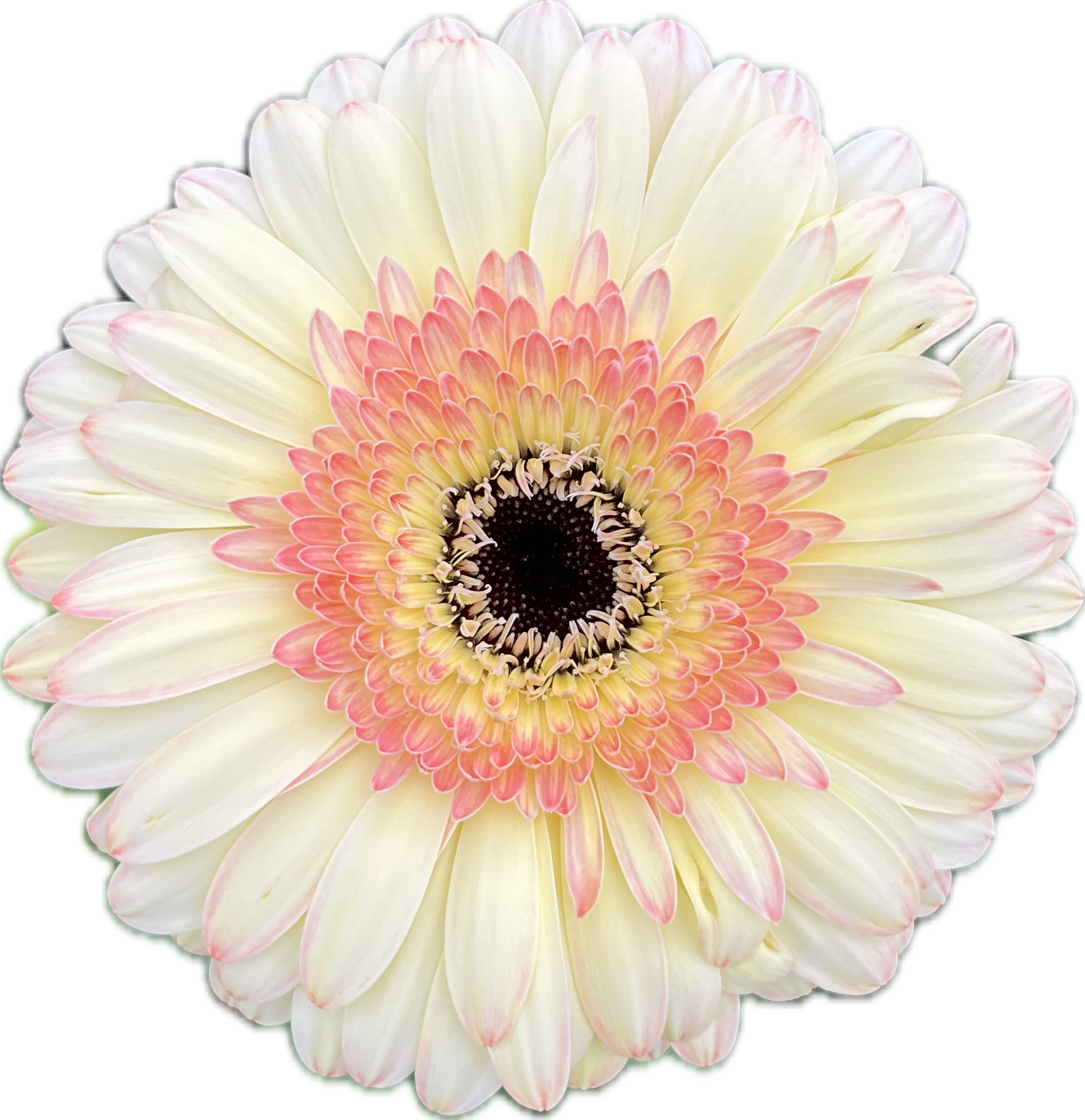 Gerbera Cartizze