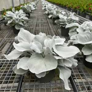 senecio 2
