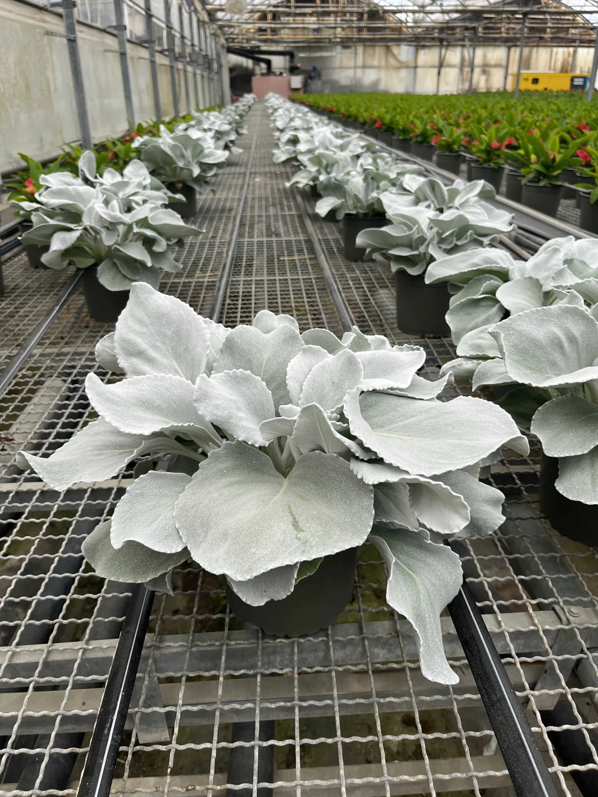 Senecio Angel Wings