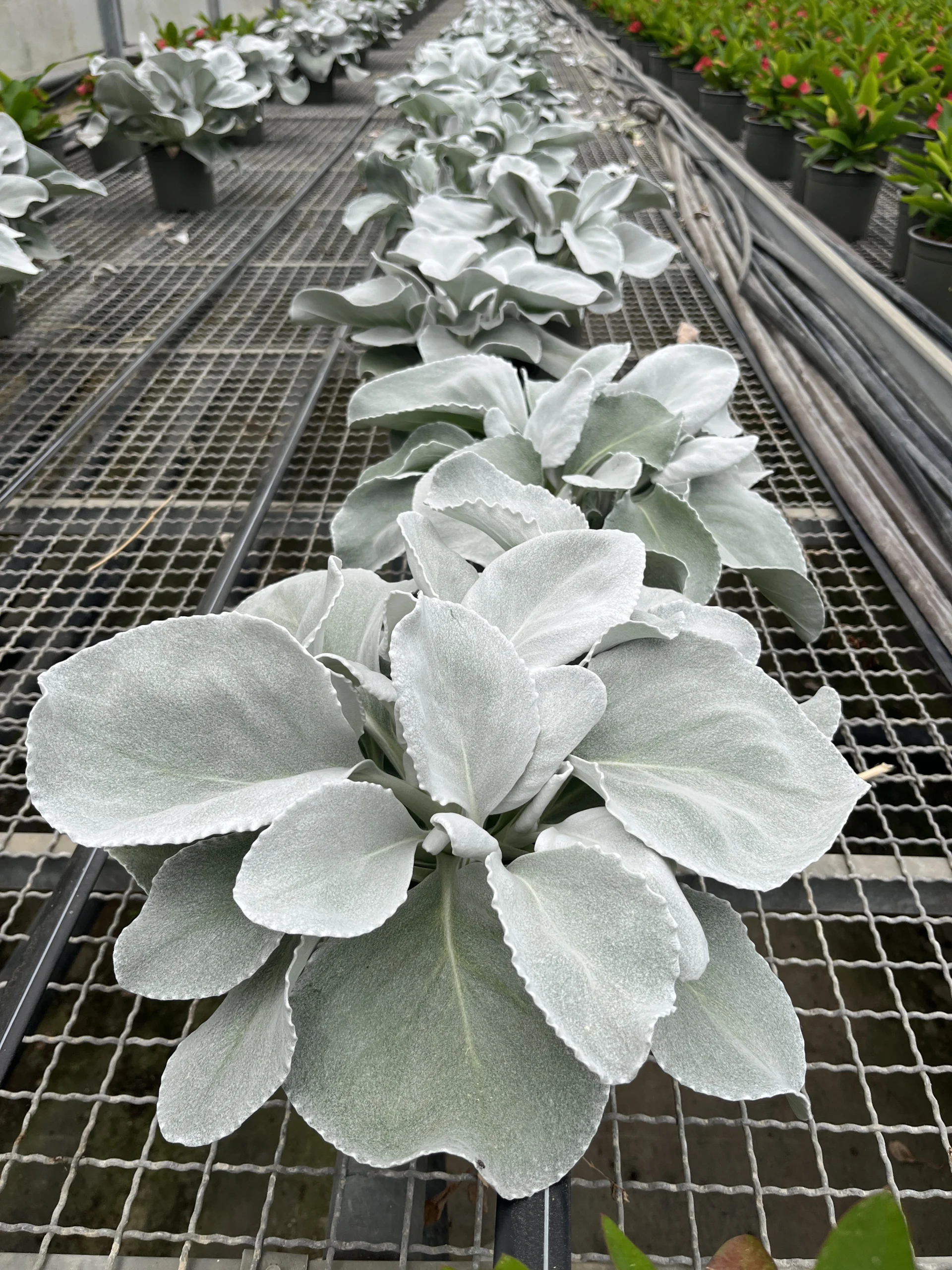 Senecio Angel Wings - Imagen 2