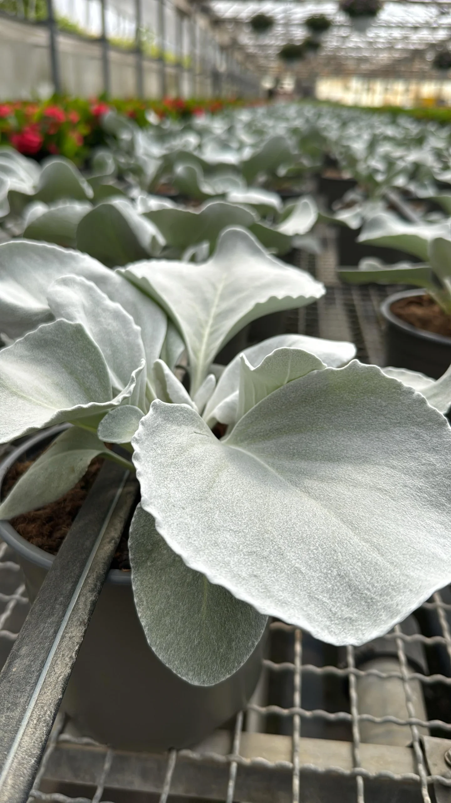 Senecio Angel Wings - Imagen 3