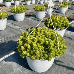 SEDUM RUPESTRE 3